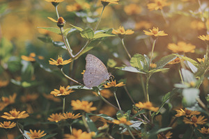 Butterfly pattern 03 stock photo containing photo and pack
