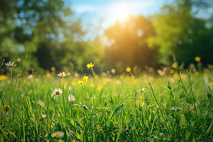 Sunny meadow filled with wildflowers on a warm summer day in a peaceful park, a Nature Photo by AlyaAnd