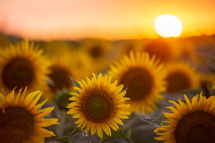 Sunset In Blue preview 5