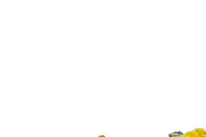 Blank background with floral borders decoration, a Nature Photo by DanFLCreativo