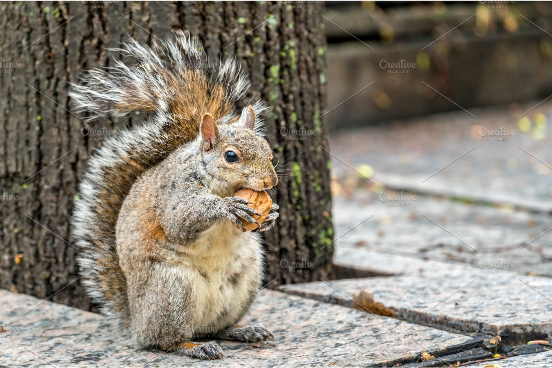 Eastern gray squirrel eats a walnut on trinity square in toronto canada, an Animal Photo by Leonid Andronov