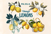 Vintage Fruit & Berry Bundle PNG SVG, a Food Illustration by Marie T (Thumbnail 11 of 17)