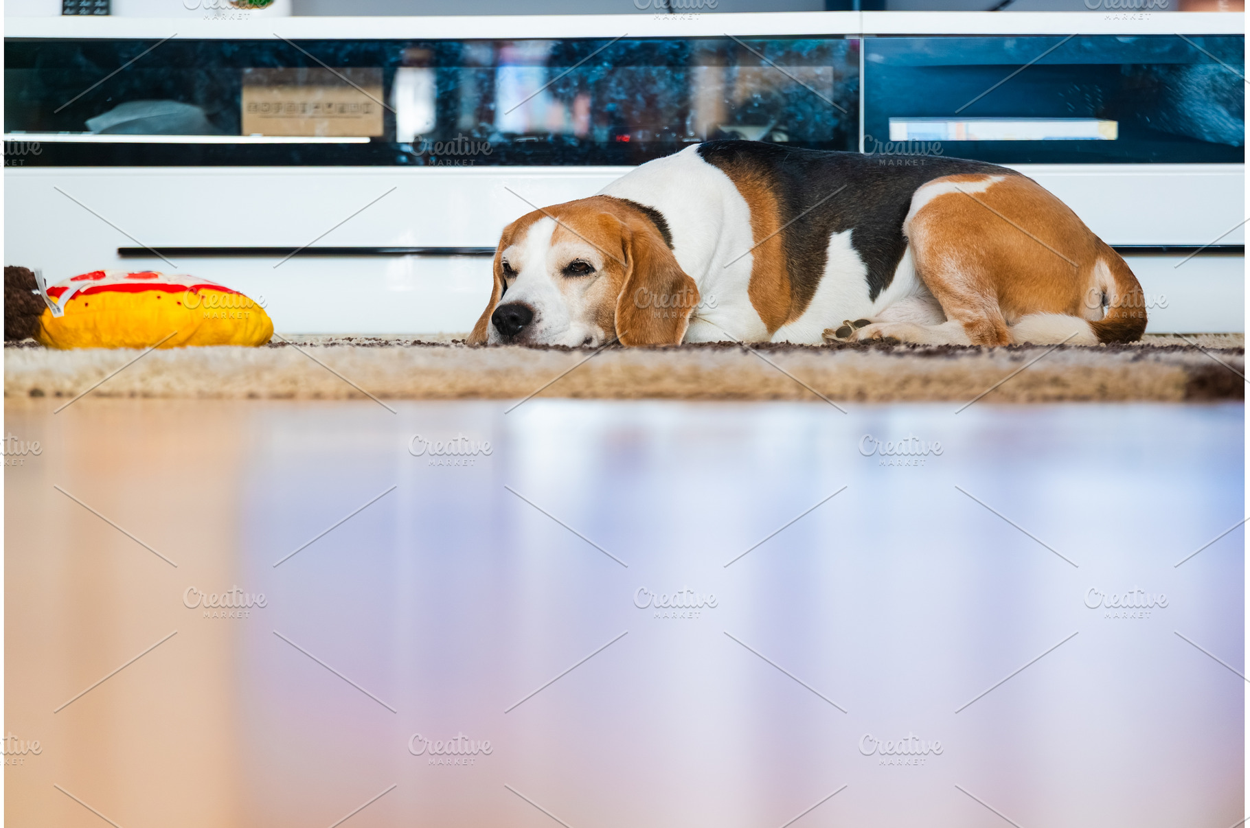Tricolor Beagle Dog Sleeping on a, an Animal Photo by MadPhotos