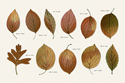 Autumn Leaves Clipart - 59 Images, an Object Illustration by Century Library (Thumbnail 6 of 10)