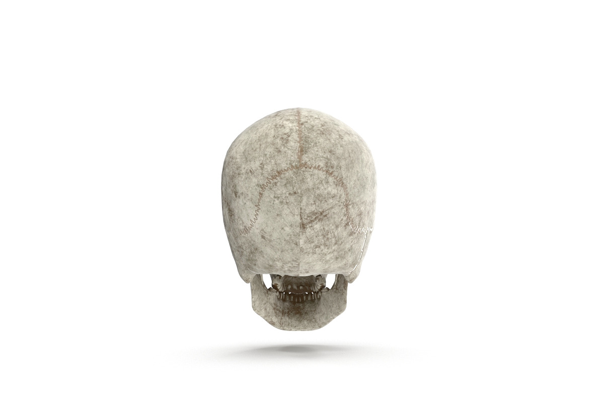 Human Skull Anatomy, a Characters & Person 3D Model by Tedi Permana (Photo 3 of 7)