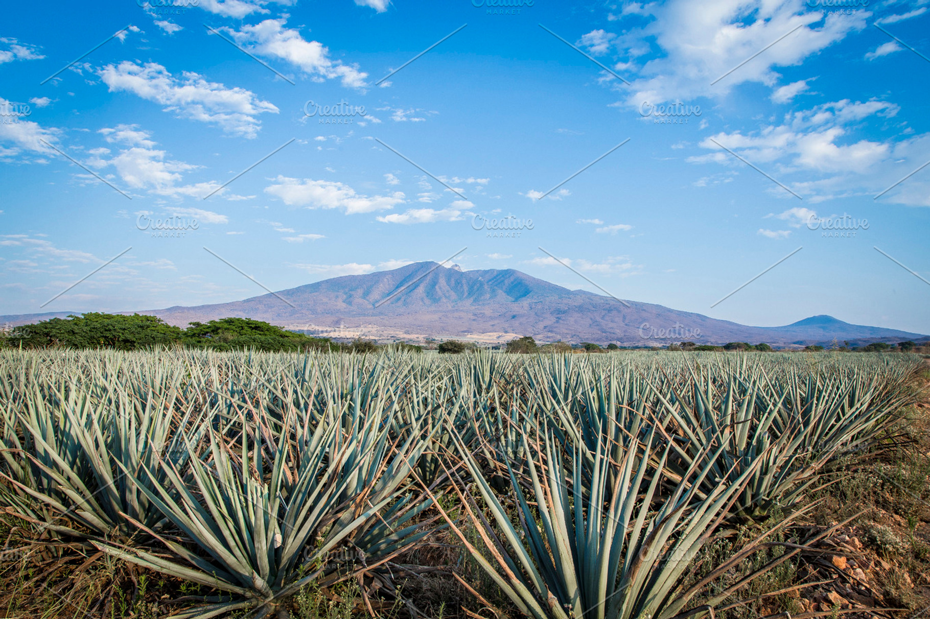 Landscape agave plants containing agave, agriculture, and alcohol, a Nature Photo by Mexico stock images