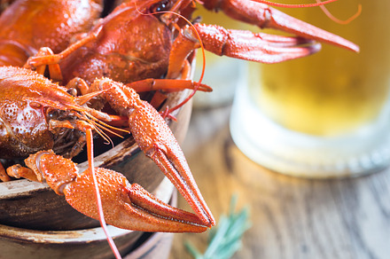 Bowl of boiled crayfish featuring ale, appetizer, and background, a Food & Drink Photo by Alexander Prokopenko