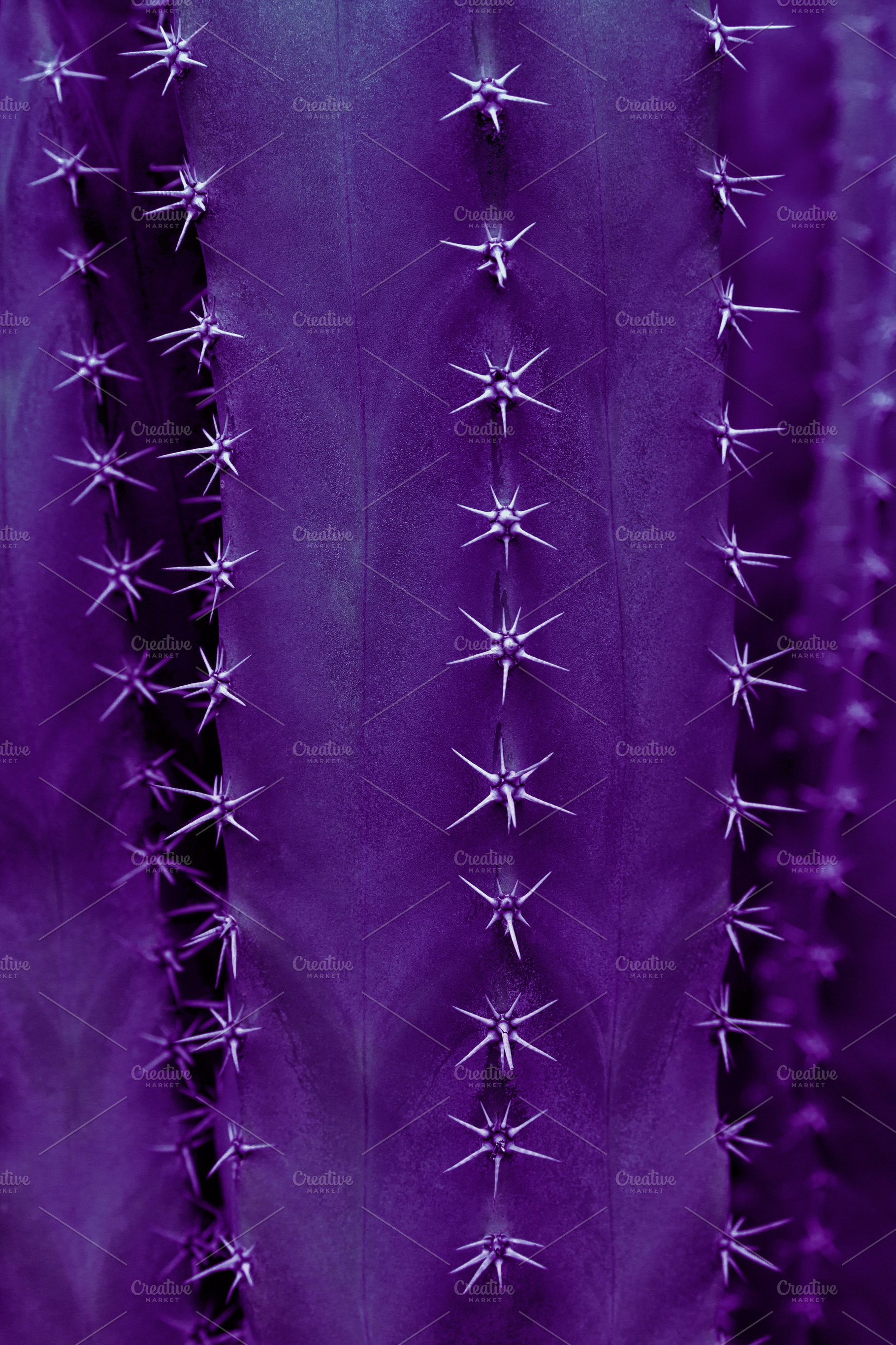 Cactus Texture In Ultra Violet, an Abstract Photo by PhotographerJen
