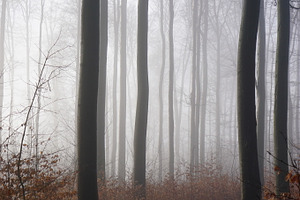Fog & trees stock photo containing nature and fog
