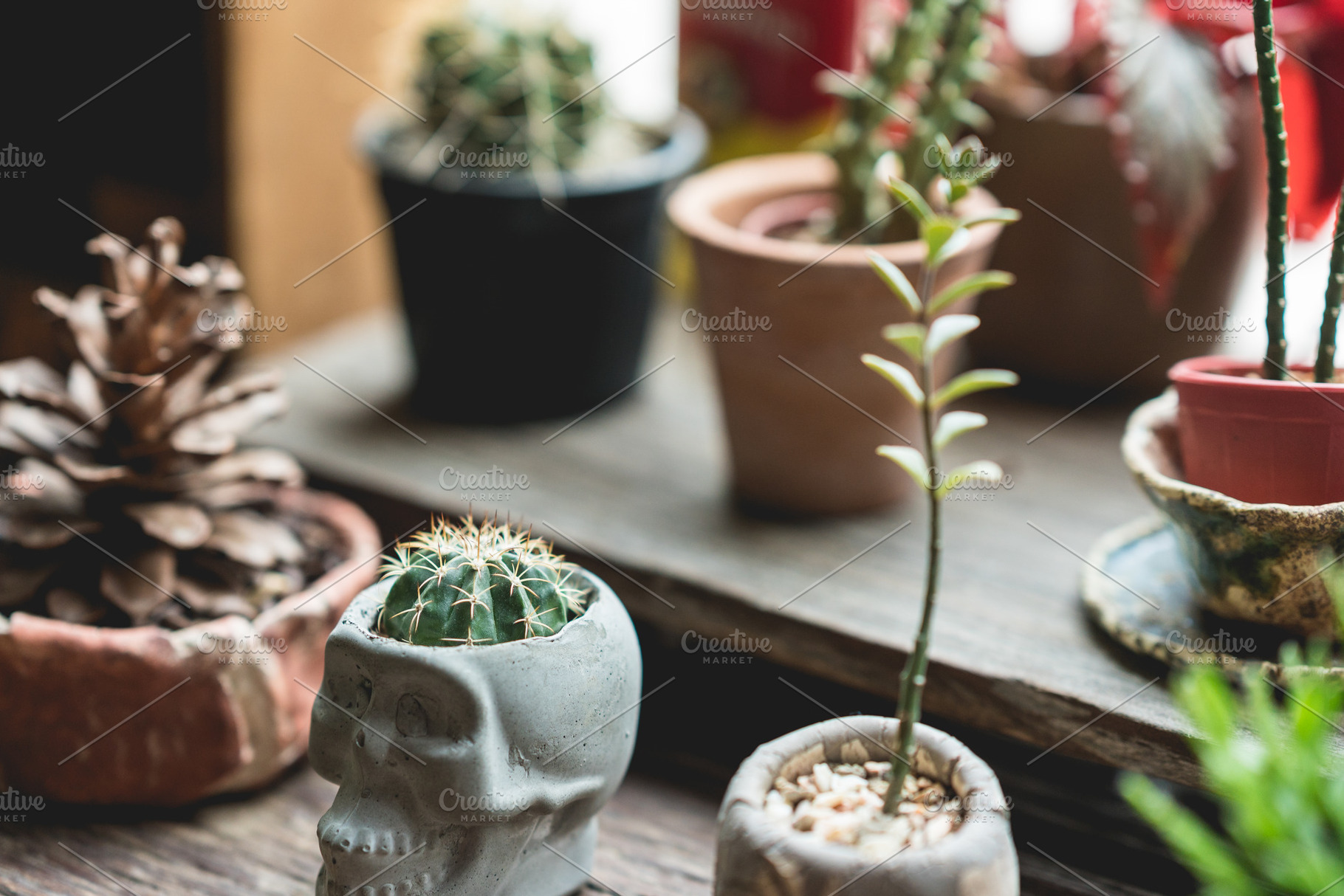Small cactus in window garden, a Nature Photo by Pushish Images