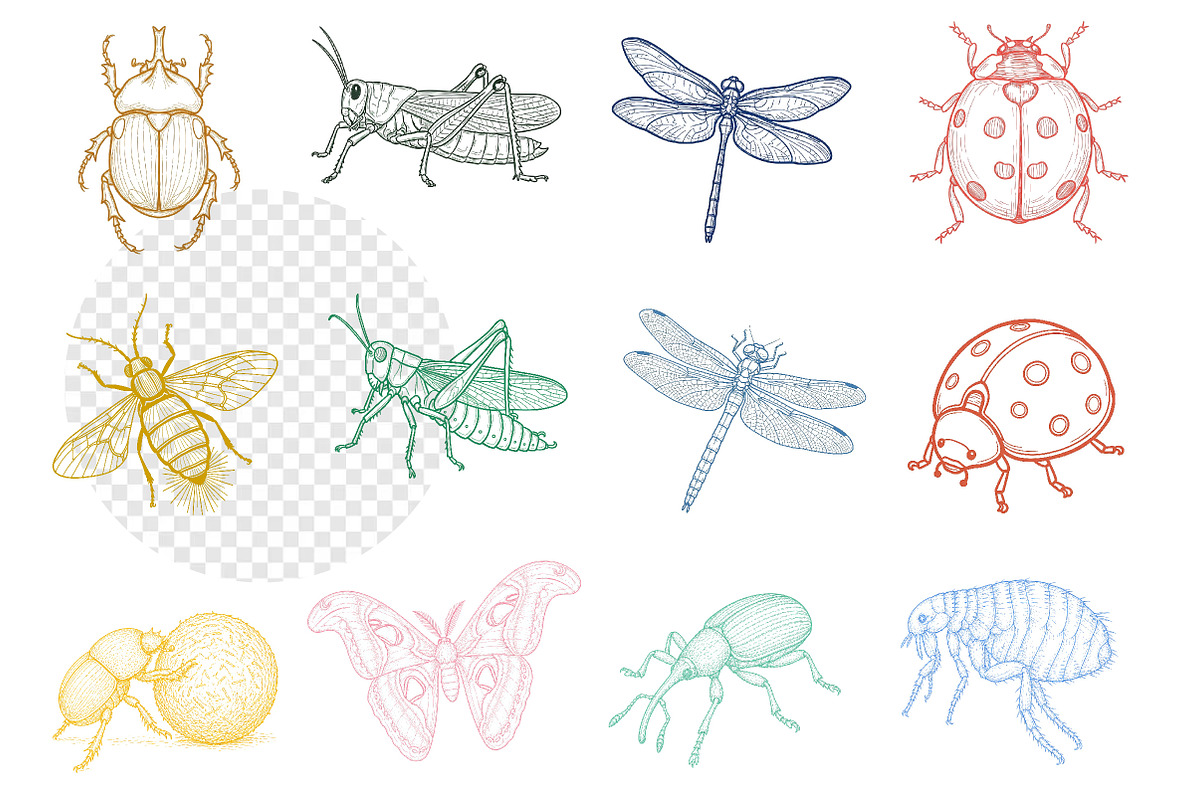 Hand Drawn Insects and Bugs Clipart, an Illustration by Dream Creation (Photo 2 of 5)