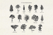 Vintage Tree Vector Bundle Vol. 4, an Object Illustration by Seaquint (Thumbnail 2 of 5)