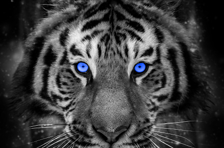 Close adult tiger portrait with blue eye. Animal on dark backgro, a Photo by Byrdyak