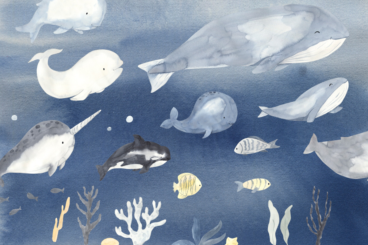 WHALES watercolor collection, an Animal Illustration by OlliArtDesign (Photo 8 of 9)