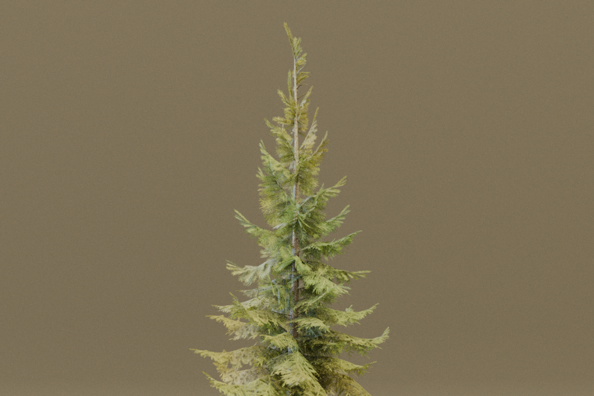 The Siberian Spruce Tree, a Plants & Tree 3D Model by FuturePastCreatives (Photo 6 of 6)