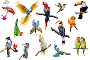 Watercolor tropical birds, an Illustration by IrynaPanashii (Thumbnail 2 of 11)