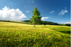 Lonely larch tree growing in a green, a Nature Photo by den-belitsky