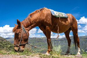 Brown Horse Grazing in the Andean Mountains at Waqrapukara, Peru, an Animal Photo by GoodGoods