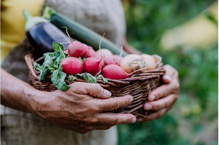 Close-up of senior farmer holding, a Person Photo by HalfPoint