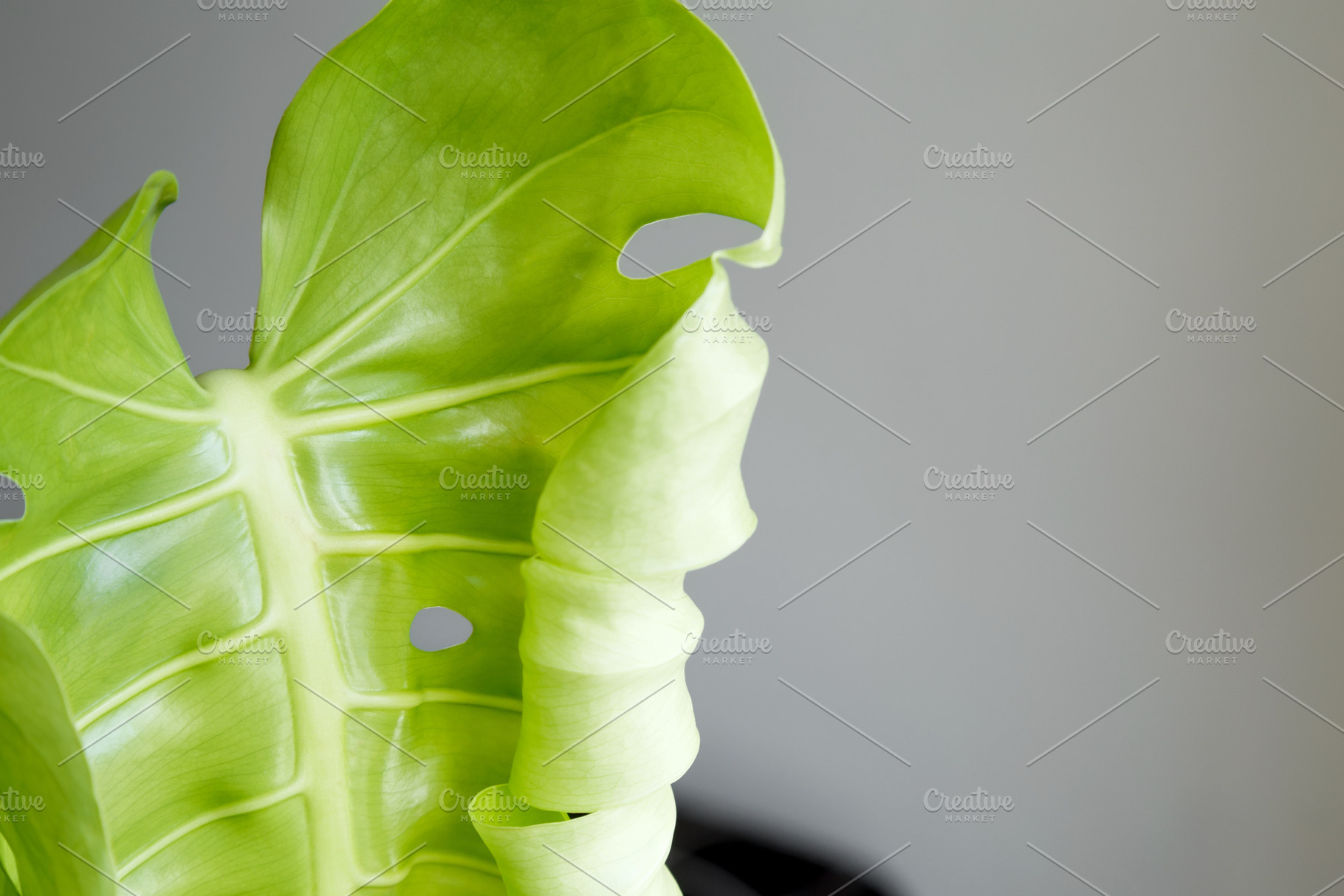 New monstera leaf with fresh green color and natural texture. Caring for housep, a Photo by matucha