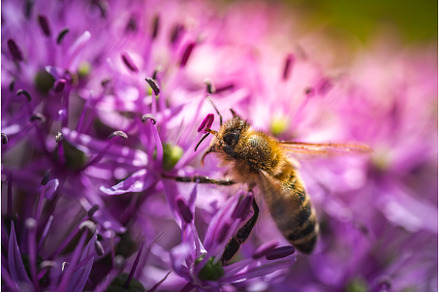 A small bee is currently sitting on