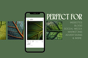 75 Leaf Veins Stock Photos, a Nature Photo by Incomelion (Thumbnail 12 of 14)