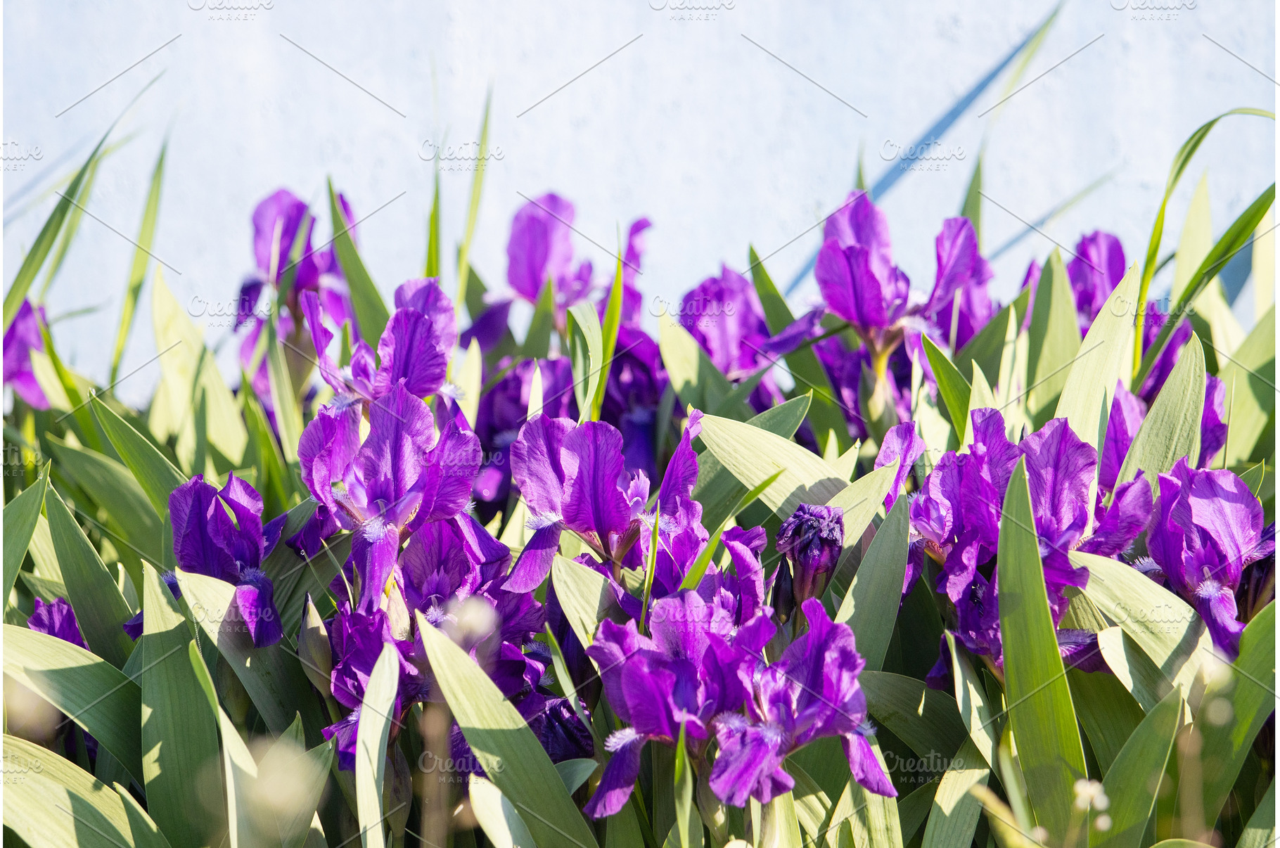 Vibrant purple bearded iris flowers, a Nature Photo by Pakosta
