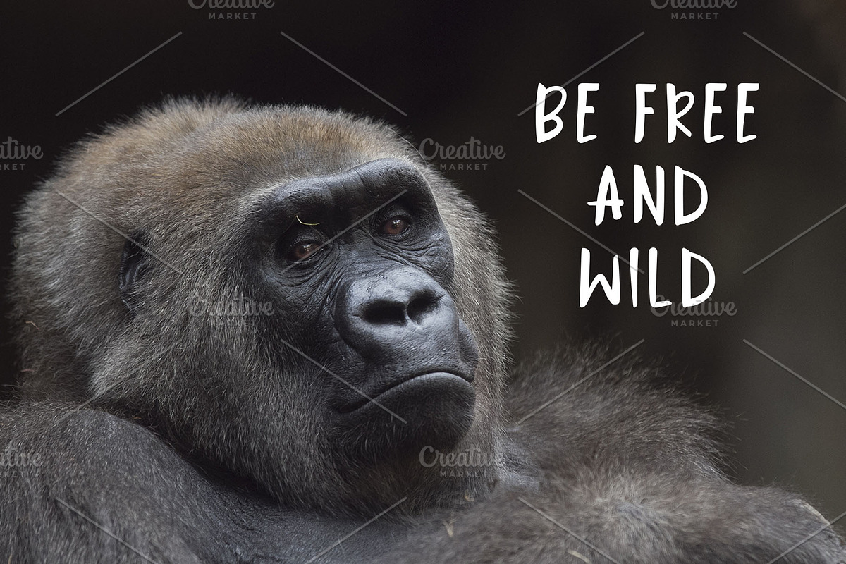 Jungle Display Font, a Script Font by Nadezda (Photo 3 of 8)