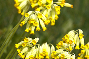 Cowslips, a Nature Photo by BOOCYS