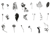 HERBARIA. Pressed Wildflower Scans, an Object Graphic by Schumacher Shop (Thumbnail 20 of 21)