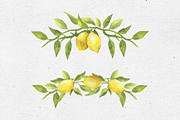 Lovely Lemons. Watercolor collection, a Decorative Illustration by Maria's little shop (Thumbnail 5 of 10)