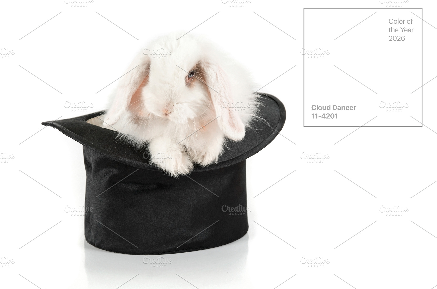 rabbit and black hat, an Animal Photo by Jan Jack Russo Media