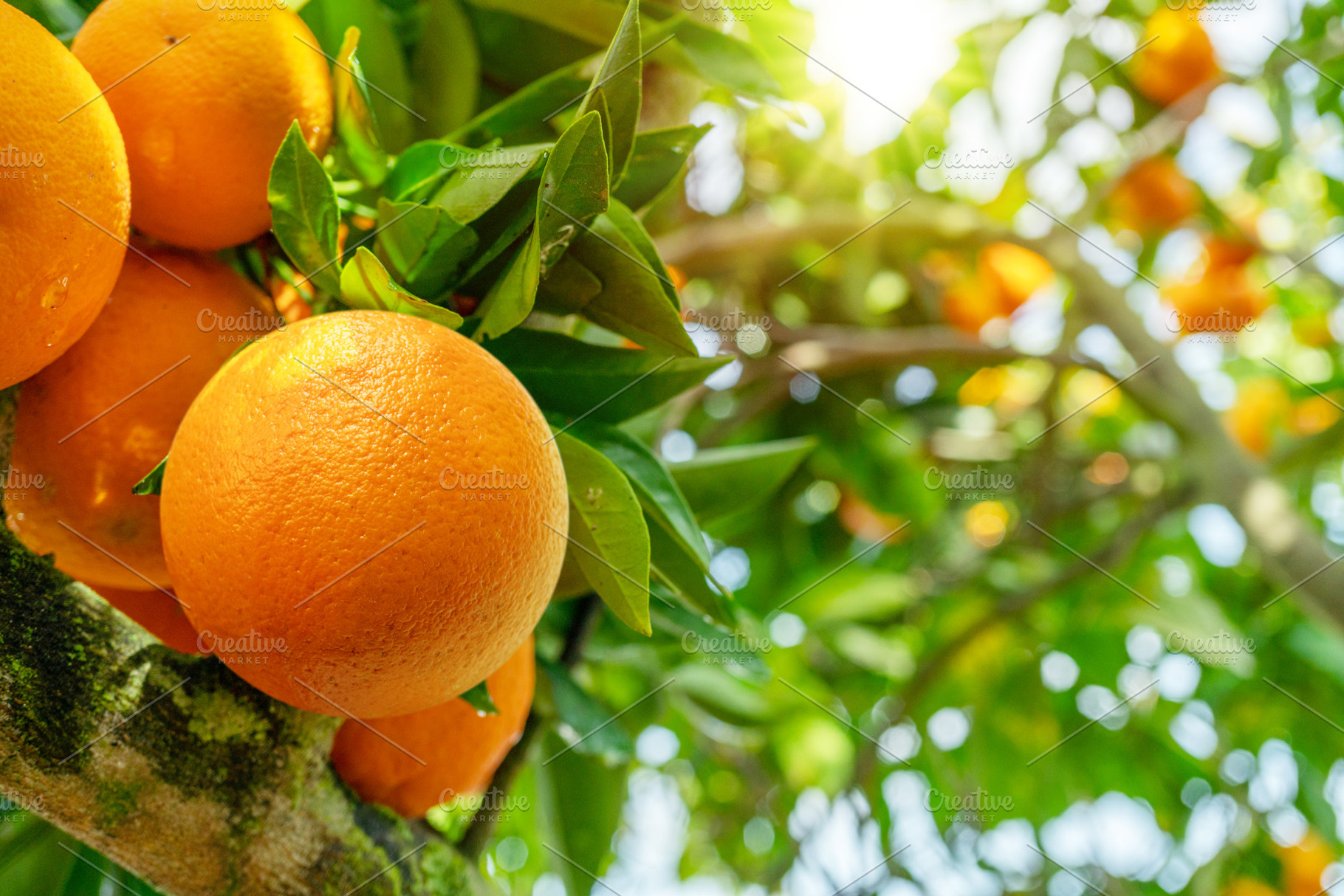 Ripe orange fruits on orange tree, a Food & Drink Photo by Volff