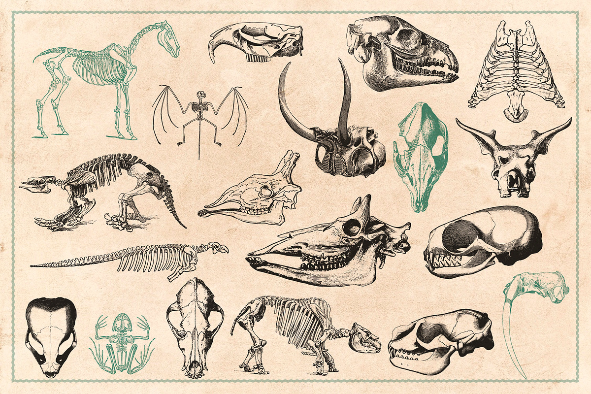 125 Vintage Animal Bones (Vector), an Animal Illustration by Brigantine Designs (Photo 7 of 9)