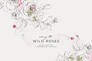 Wild Rose Pencil Sketches