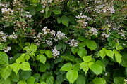 Green Natural Leaves Texture, a Photo by VetalStock (Thumbnail 7 of 8)