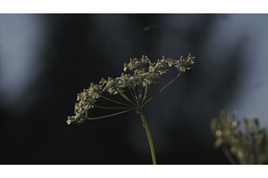 Close Up Of Heracleum Um Sibiricum