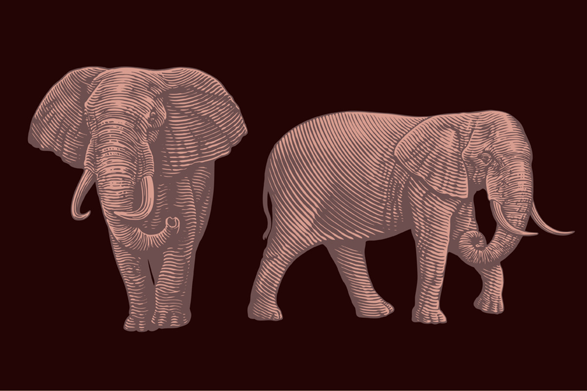 Design set Elephant.Vector engraving, an Animal Illustration by Vector Engraving (Photo 2 of 2)