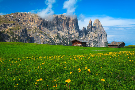 Field with blooming yellow dandelion, a Nature Photo by Alpine Dreams
