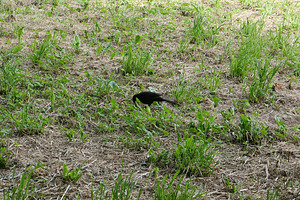 crow bird animal in grass scient. name Corvus, a Photo by WorldOfPhotos