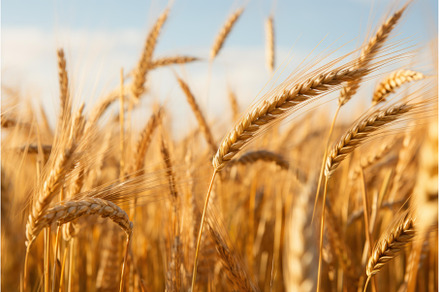 Serene Rye field. Generate Ai, a Nature Photo by Ylivdesign
