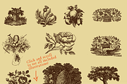 Vintage Floral Illustrations, a Decorative Illustration by Jeffry Macpherson Visuals (Thumbnail 3 of 3)