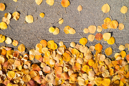 Autumn leaves as a backdrop, a Background Photo by Landscape and travel