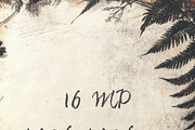 Prehistoric Botanical Frames, a Background Graphic by pictures for you (Thumbnail 5 of 13)