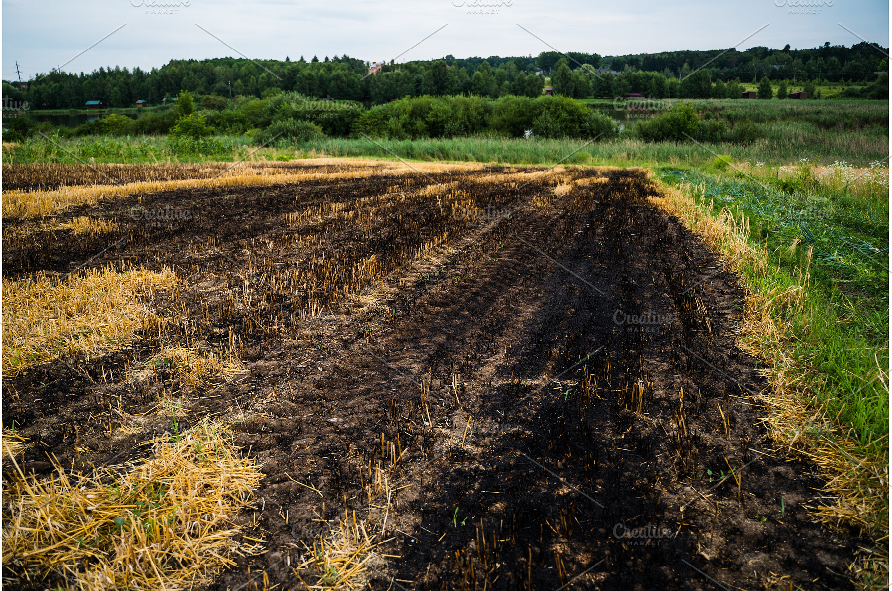 Wide farmland with burned stubble, a Nature Photo by volodymyrshtun13795