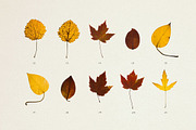 BUNDLE - Dry Flowers & Leaves, an Object Graphic by Sparrow & Snow (Thumbnail 25 of 28)