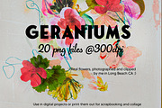20 High Res Geranium PNGs, an Object Graphic by Memow Studio (Thumbnail 1 of 7)