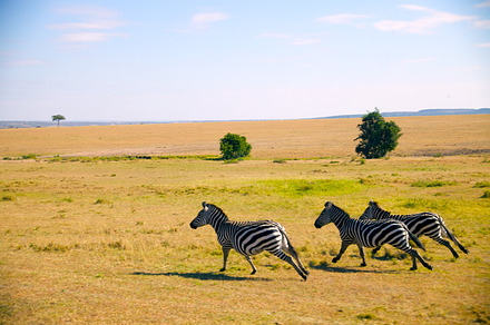 Three zebra running stock picture