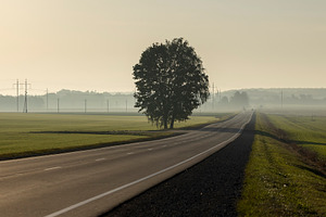 an asphalt highway in a foggy morning with cars in the distance and a tree on t, a Photo by rsoollAI