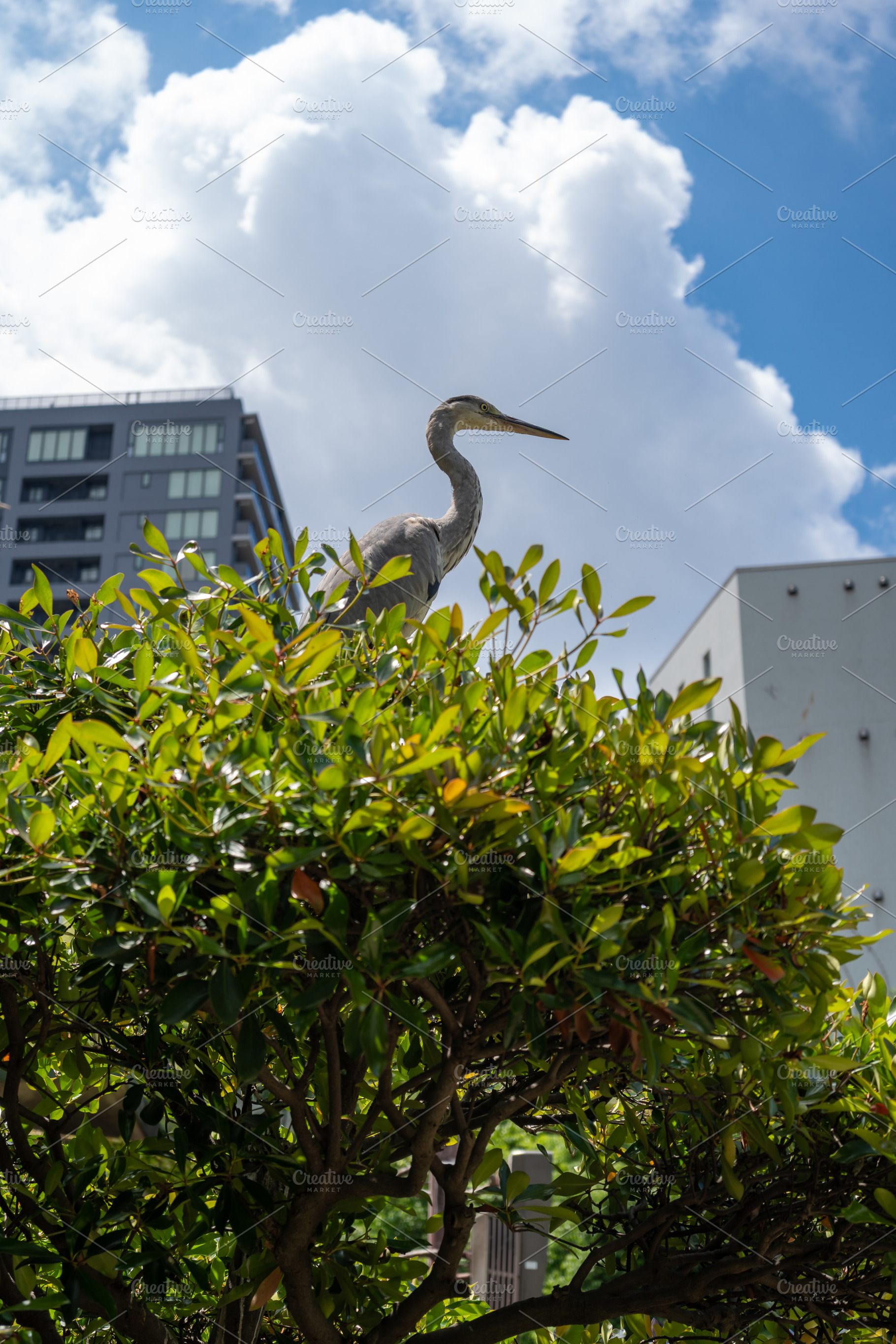 Grey heron perched on bush in Tennoji Park, Osaka, an Animal Photo by GoodGoods